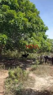 Fazenda com 170 tarefas em Riachão do Dantas