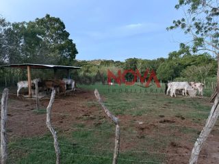Fazenda com 72,5 tarefas em Itaporanga D'Ajuda