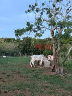 Fazenda com 72,5 tarefas em Itaporanga D'Ajuda