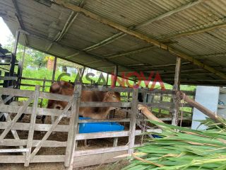 Fazenda com 72,5 tarefas em Itaporanga D'Ajuda