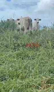 Fazenda com 135 tarefas em Malhador