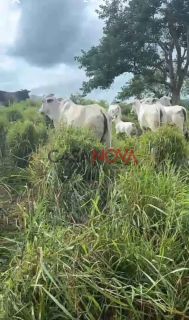 Fazenda com 135 tarefas em Malhador