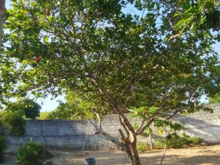 Vendo ou Troca por Carro, Casa e Apartamento Chácara no Mosqueiro