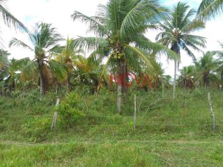 Fazenda com 286 tarefas em Estância