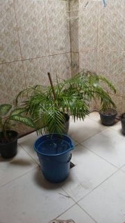 Casa à Venda com 3 quartos no bairro Inácio Barbosa