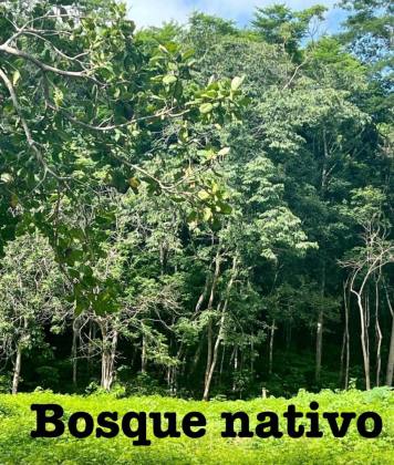 Sítio na Taboca do Pau Ferrado
