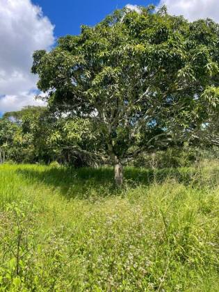Terreno com 4 Tarefas - Estrada de Acesso ao Povoado Mangueira – Itabaiana/SE