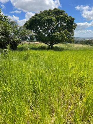 Terreno com 4 Tarefas - Estrada de Acesso ao Povoado Mangueira – Itabaiana/SE
