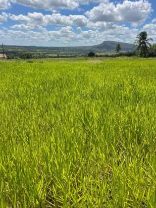 Terreno com 4 Tarefas - Estrada de Acesso ao Povoado Mangueira – Itabaiana/SE