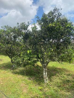 Terreno com 22 tarefas em Itabaiana - Lagoa do Forno