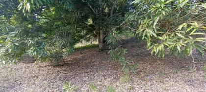 Espaço com Fartura e Conforto! Magnífica Propriedade de 10 Tarefas no Povoado Ribeira