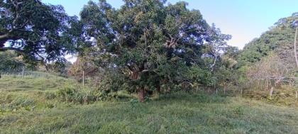 Espaço com Fartura e Conforto! Magnífica Propriedade de 10 Tarefas no Povoado Ribeira