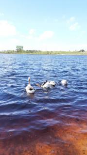 Lote no Fazenda Real Residence